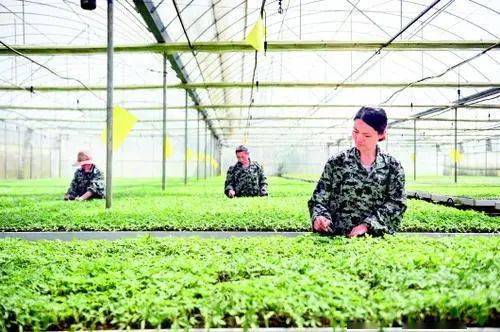 科技興農 點亮山鄉——貴州修文縣擬列全國農業科技現代化共建先行縣觀察